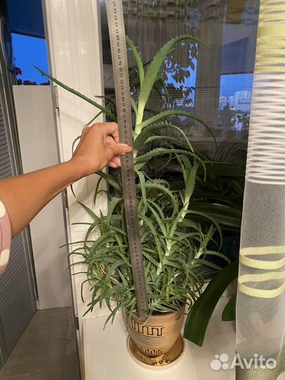 Алоэ лечебный