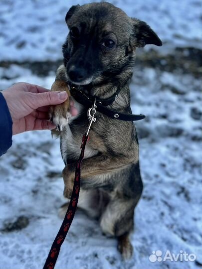 Маленькая девочка той терьер в добрые руки