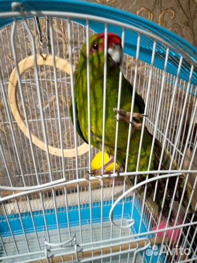 Попугай Какарик