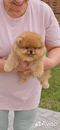 Настоящий померанец