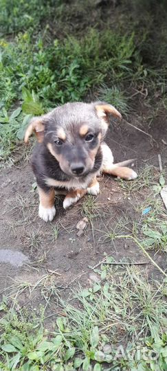 Щенки фокстерьер