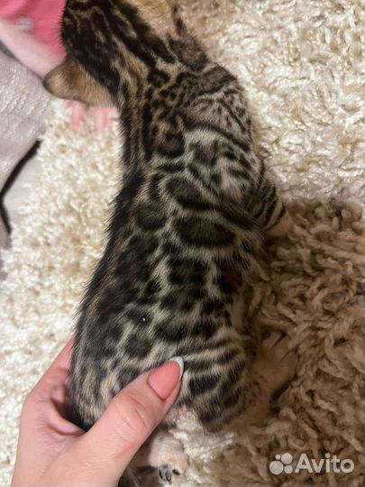 Бенгальский кот вязка