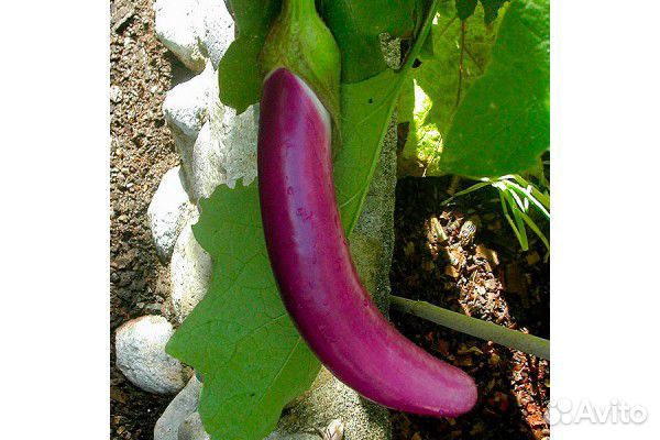 Семена баклажана