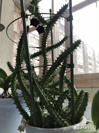 Комнатные растения