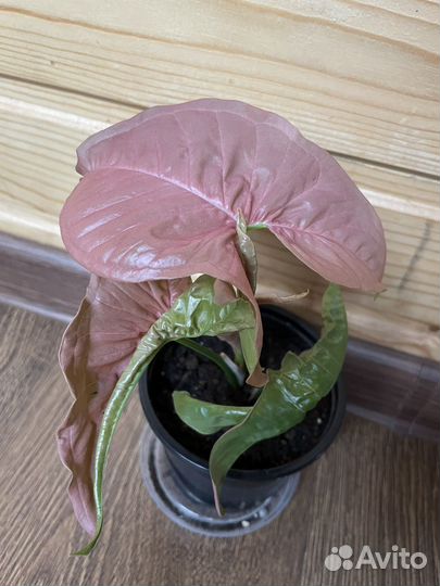 Сингониум ред харт