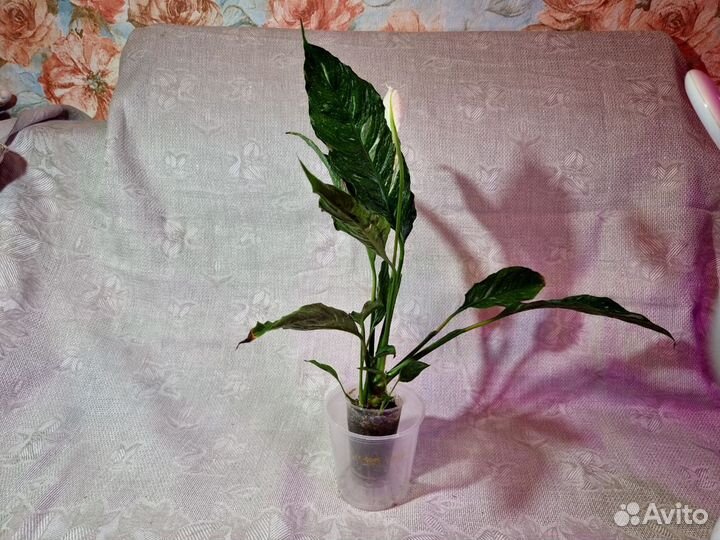 Спатифиллум вариегатный