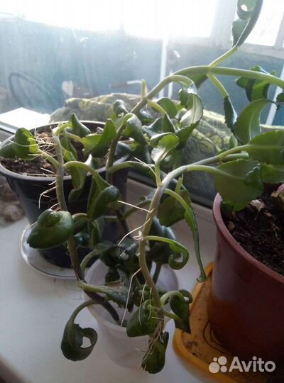 Цветы Колеус, Коланхое