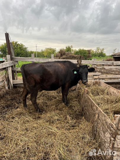 Продам корову