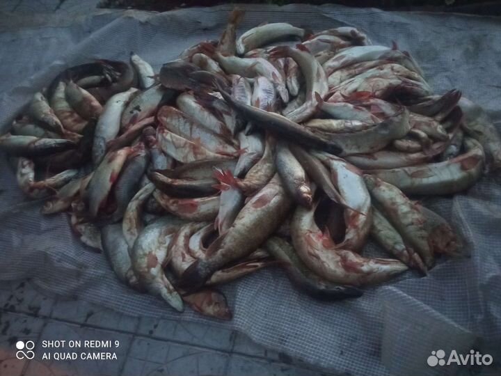 Свежая рыба