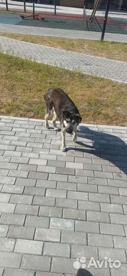 Собака в добрые руки