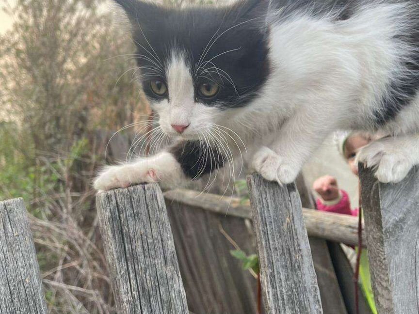 Котенок 5 мес озорной