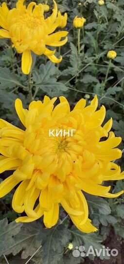 Черенки хризантемы