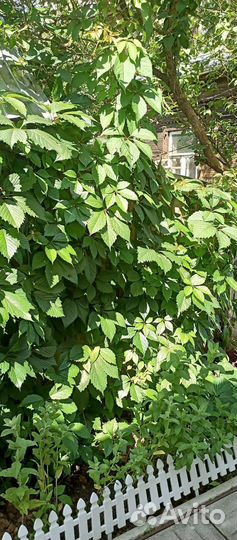 Девичий виноград