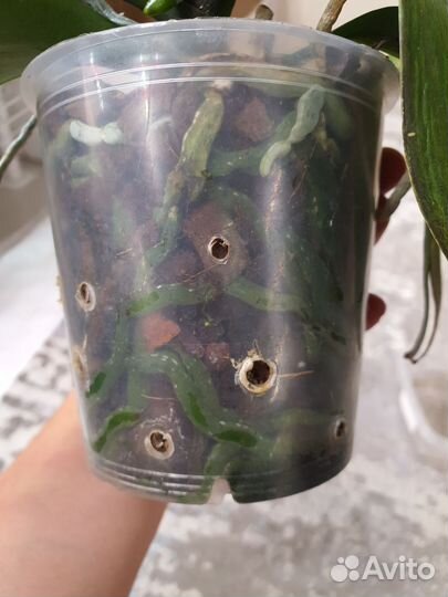 Орхидея фаленопсис биг лип калейдоскоп