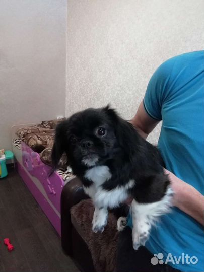 Собака для вязки, Пекинес