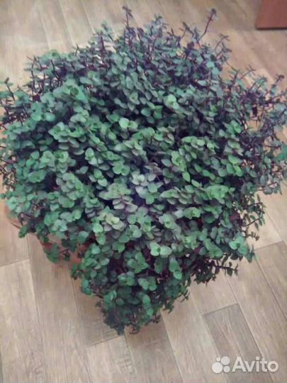 Домашние растения