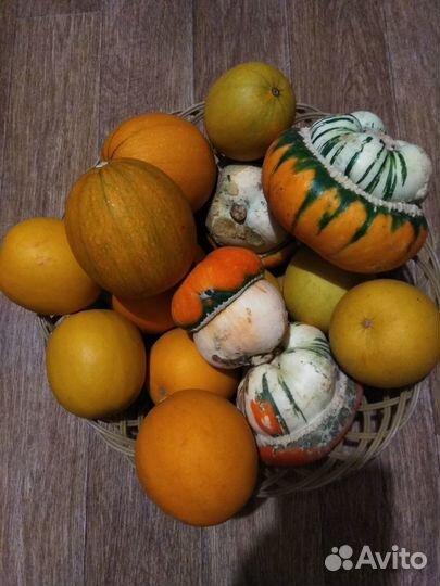 Тыква декоративная