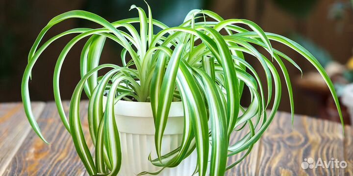 Хлорофитум