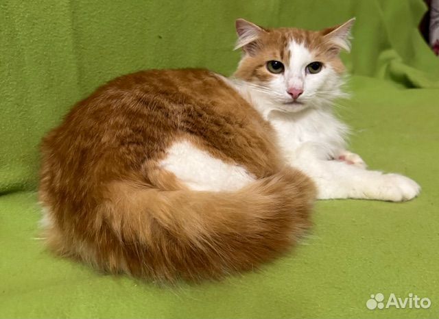Рыже-белый котик с шикарным хвостом в добрые руки объявление продам