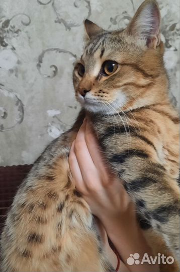 Найден молодой котик