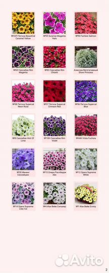 Вегетативные петунии