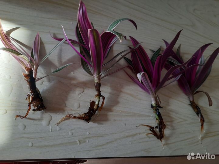 Рэо (традесканция)