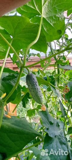 Огурцы свежие домашние