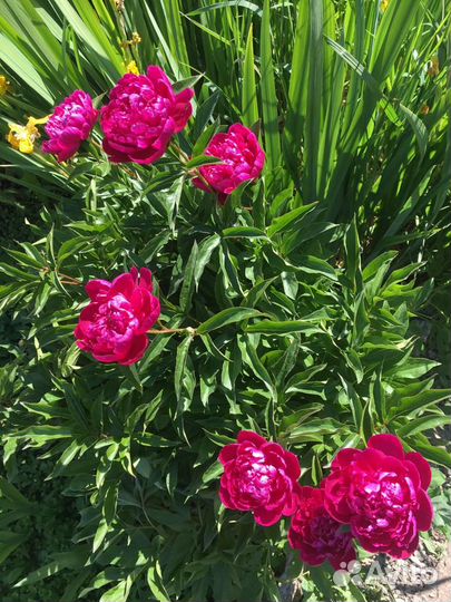 Саженец пиона (деленка)