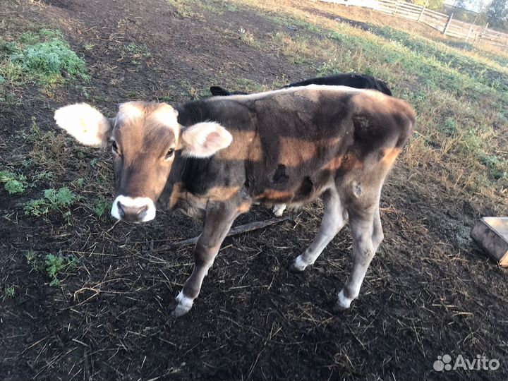 Бычки джерси