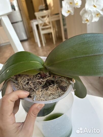 Орхидея Ever spring prince