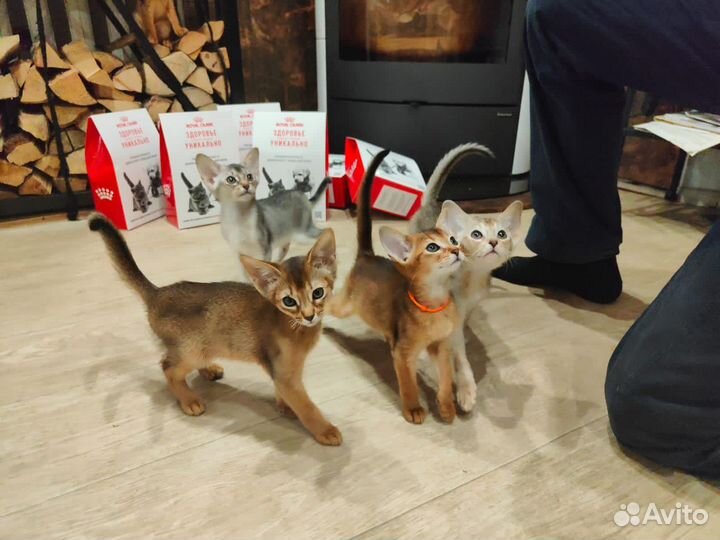 Абиссинские котята редких окрасов