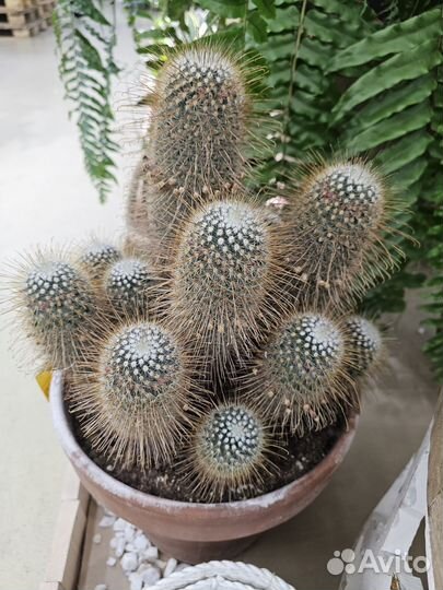 Кактус маммилярия магнифик