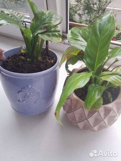 Спатифиллум женское счастье