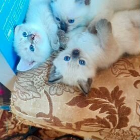 Котята балинезы