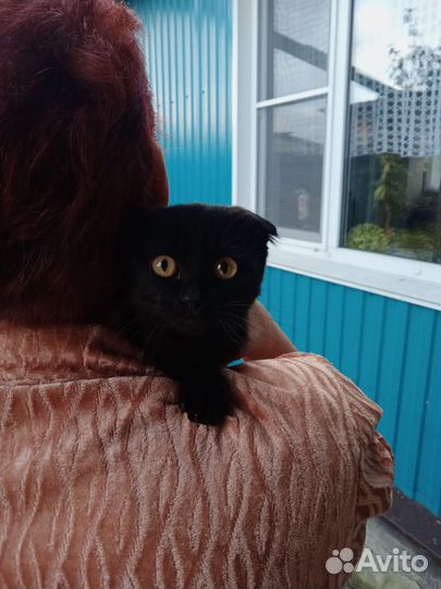 Вислоухий котенок