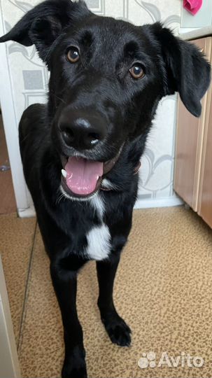 Восточноевропейская овчарка помесь