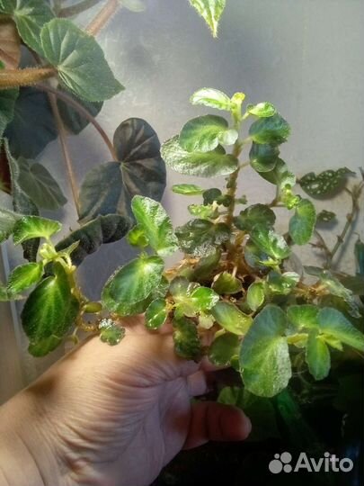 Бегонии декоративно лиственные, сортовые