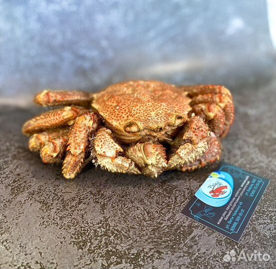 Краб волосатик