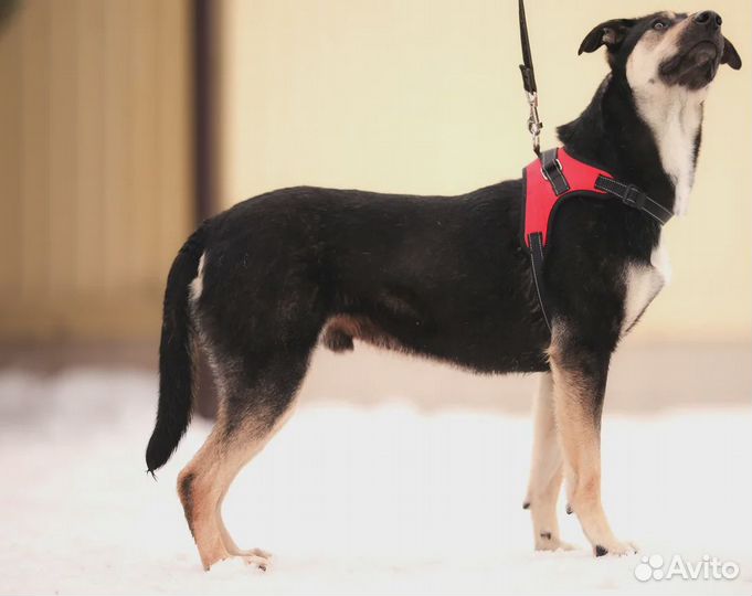 Собака в дар