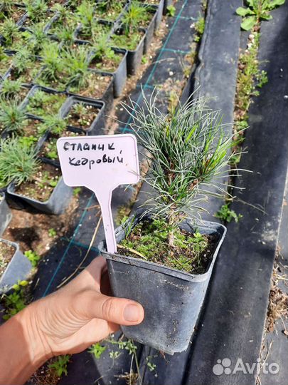 Сибирский кедр, кедровый стланик