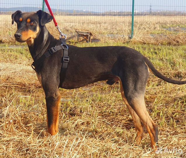 Собака в добрые руки