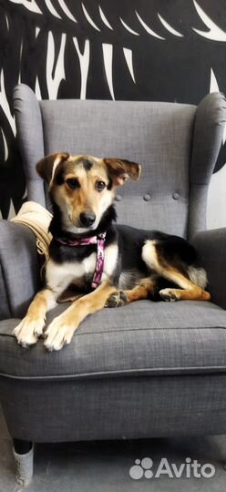 Собака в добрые руки