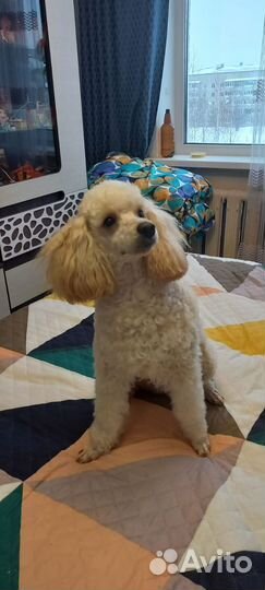 Малый пудель вязка