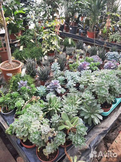 Комнатные растения цветы