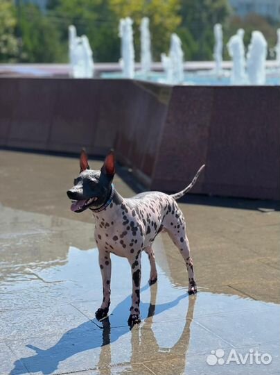 Кобель для вязки агт