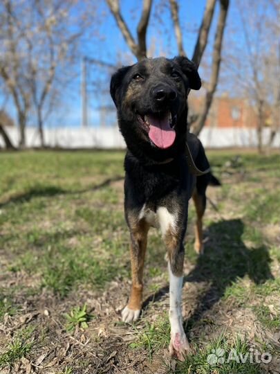 Собаку безжалостно предали и сдали в приют