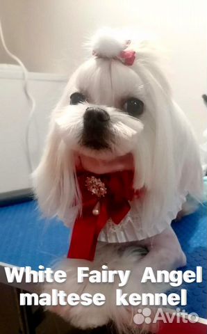 Подрощенный кобель мальтезе(корея/Ркф)