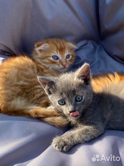 Котята (1 вислоухий)