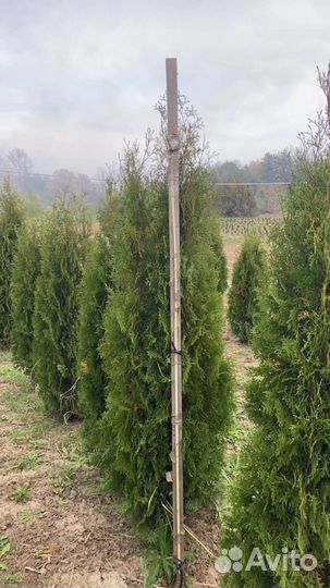 Туя Колумна