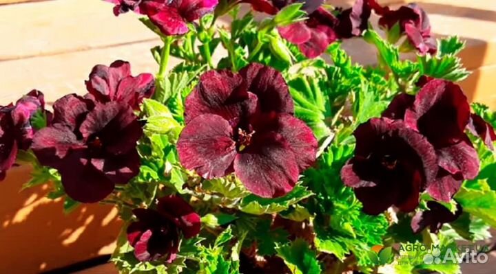 Комнатные растения, отростки укорененные